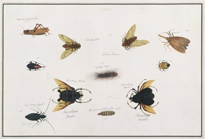 Bilalang Gambur, Cicade, Koombang Kerbo, Koombang Gajah, Scarabee Kever, Ucanucang, uit Tekeningen van Dieren, Insecten en Reptielen uit Malakka, ca. 1805-18 door Chinese School